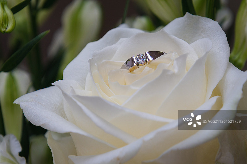 钻石恒久远，白色玫瑰特写图片素材