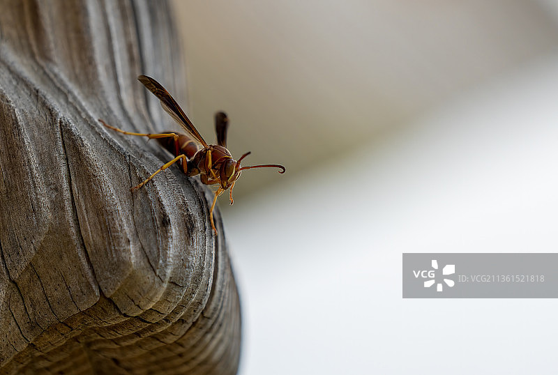 美国佛罗里达州布雷登顿木头上的昆虫特写图片素材