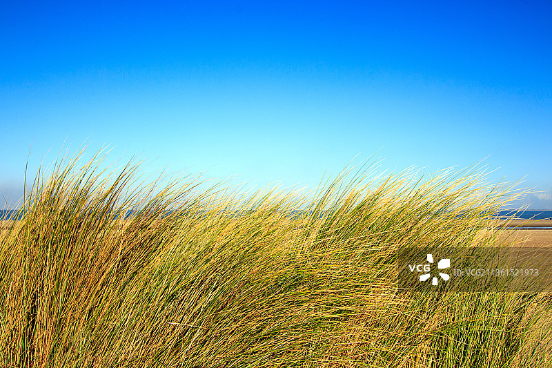 荷兰雷内瑟的沙丘草地风光图片素材