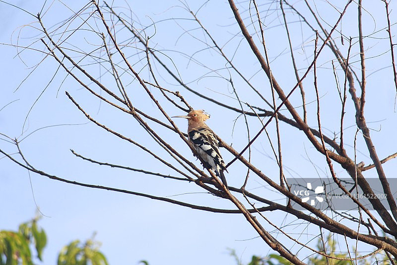秃树和啄木鸟，鸣禽栖息在光秃秃的树上，低角度仰视清晰的天空，印度卡纳塔克邦班加罗尔图片素材
