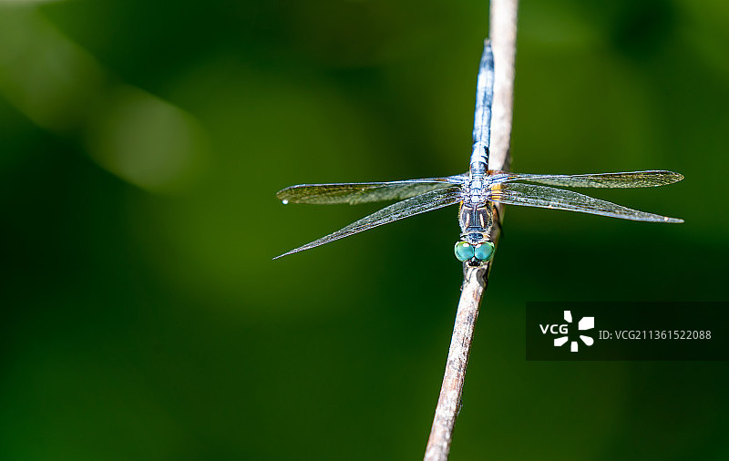植物上的蜻蜓特写，坦帕，佛罗里达州，美国图片素材