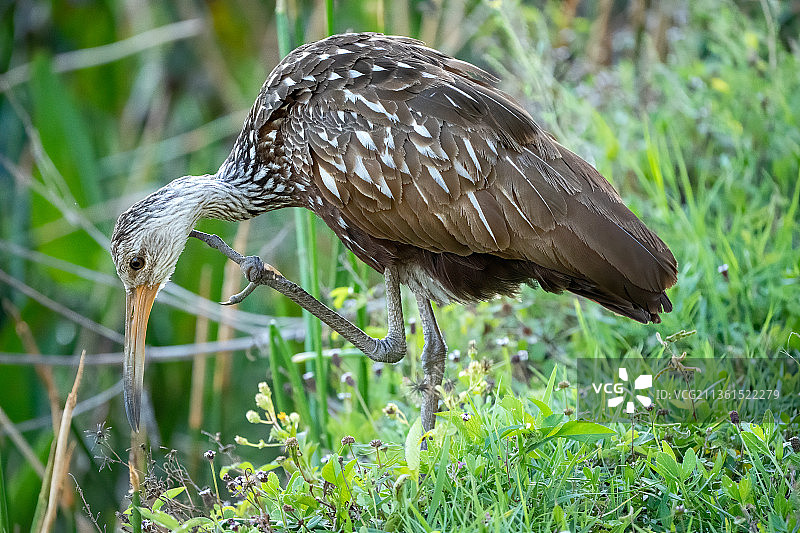 挠痒，水鸟栖息在草地上的特写，美国佛罗里达州莱克兰图片素材