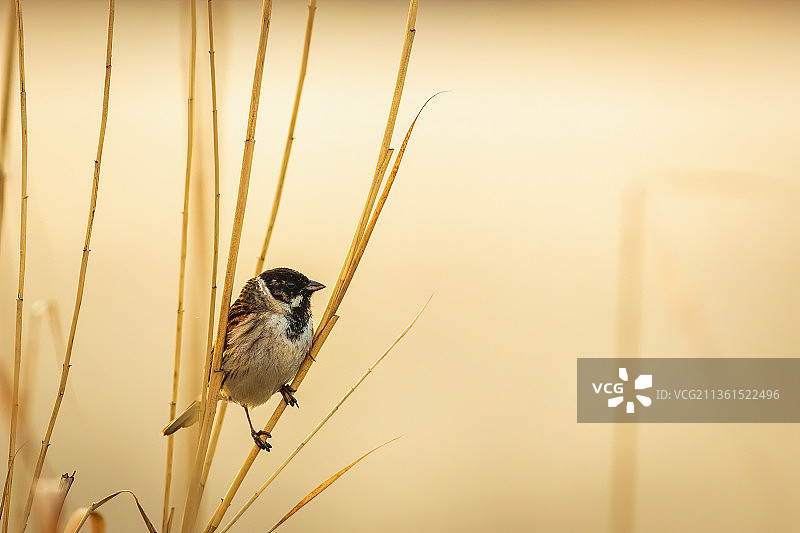 栖息在植物上的莺类鸣禽特写图片素材