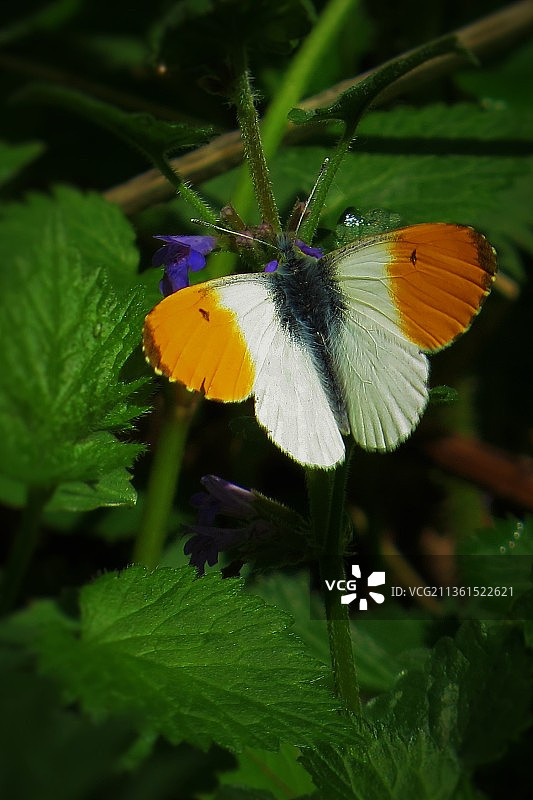 蝴蝶在花上授粉的特写图片素材