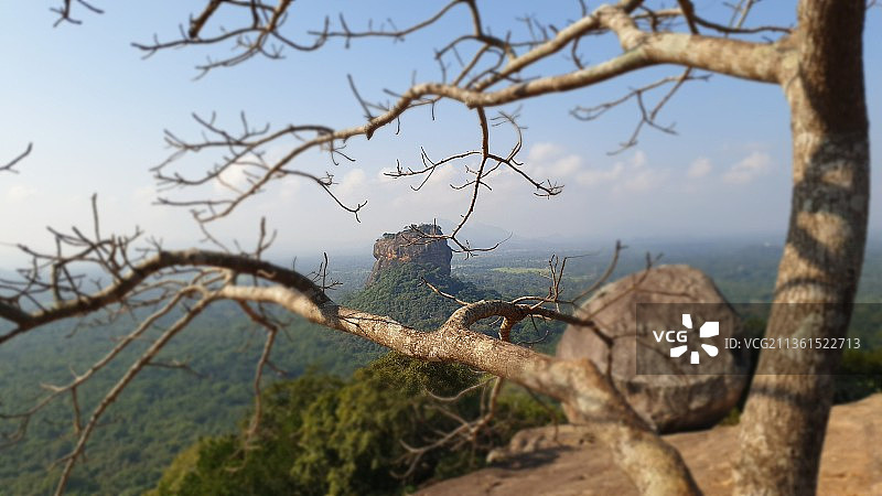 斯里兰卡丹布勒，从皮杜兰加拉看到的狮子岩，天空背景下的树木特写图片素材