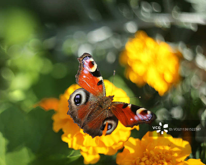 欧洲孔雀蛱蝶在黄色花朵上采蜜特写，芬兰图片素材
