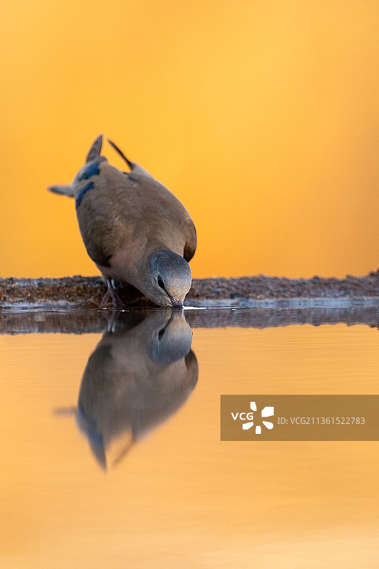南非姆库兹庄园水坑中饮水的开普斑鸠图片素材