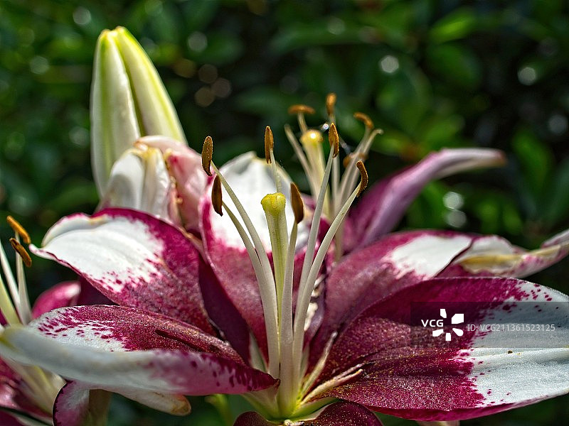 户外盛开的粉色百合花特写图片素材