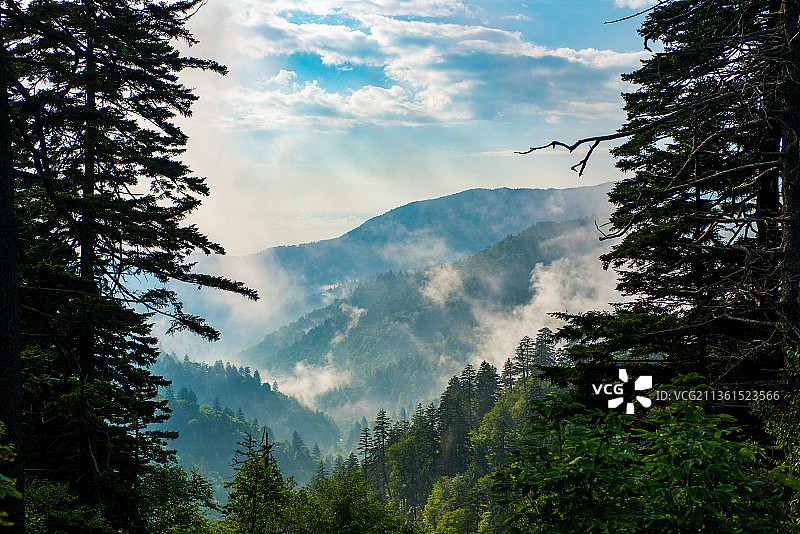 仰视角度拍摄的树木和山脉，大雾山，美国图片素材