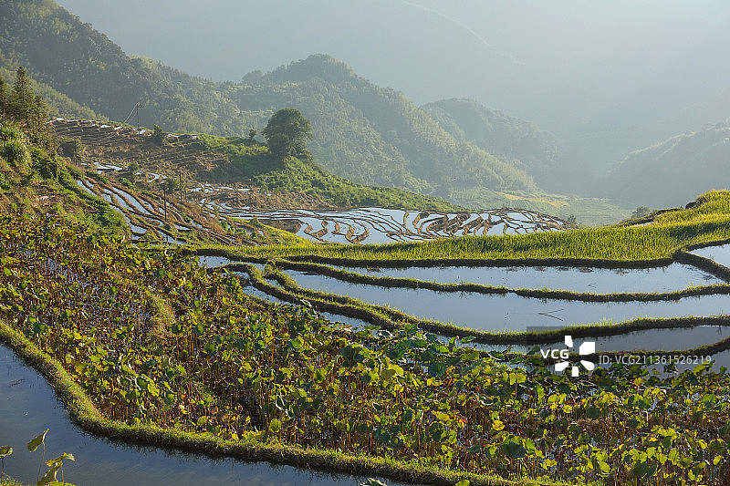 福建尤溪联合梯田水田景观图片素材
