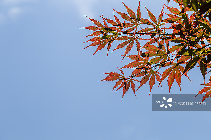 蓝色天空下的红色枫叶特写图片素材