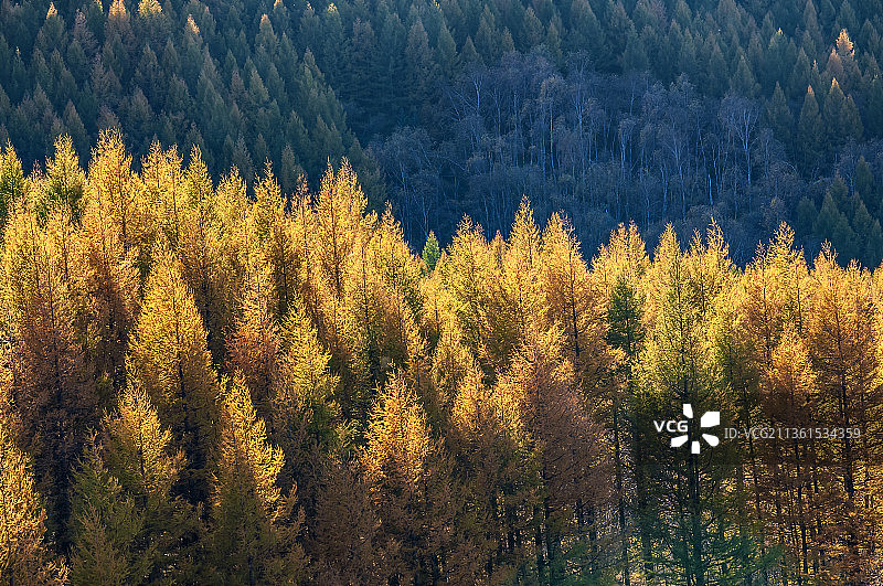 阳光照耀的森林，赛罕坝图片素材