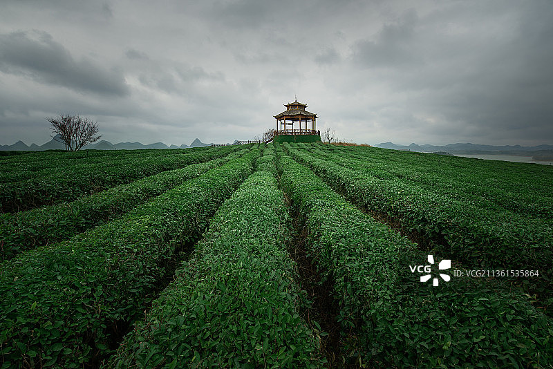 绿色茶园中的观景台图片素材