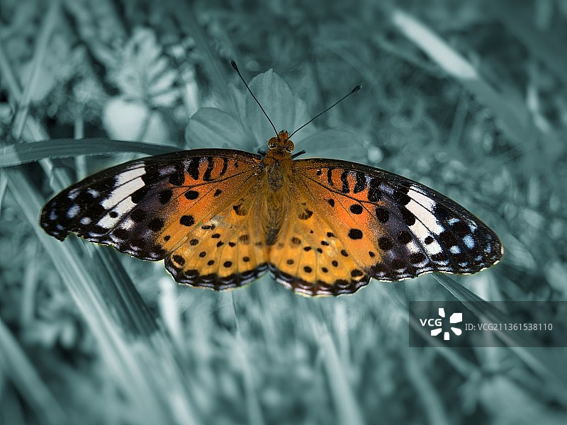 晒斑纹的的斐豹蛱蝶图片素材