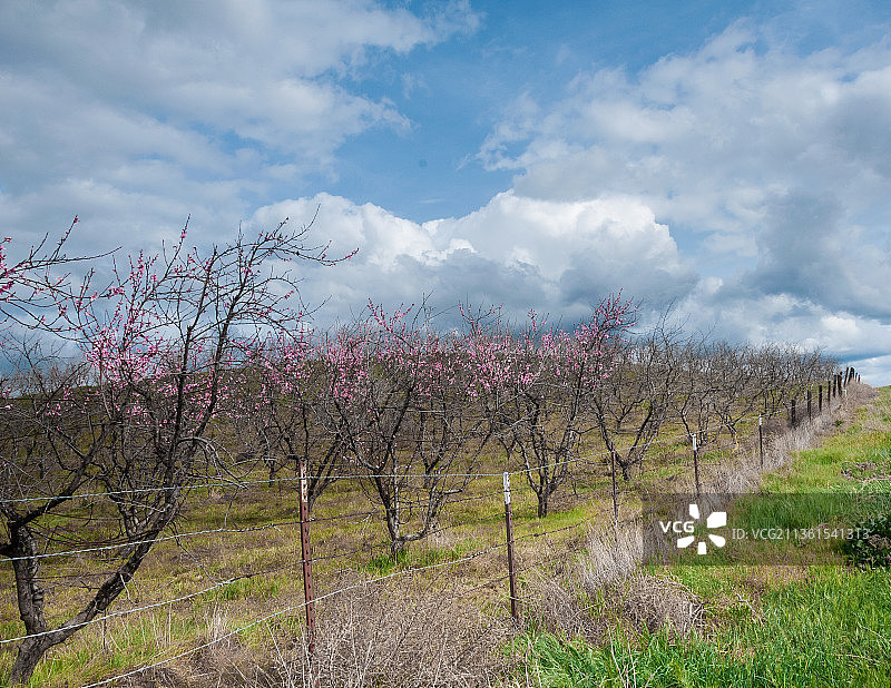 汉密尔顿山，加利福尼亚州鲜花盛开的原野风光，美国图片素材