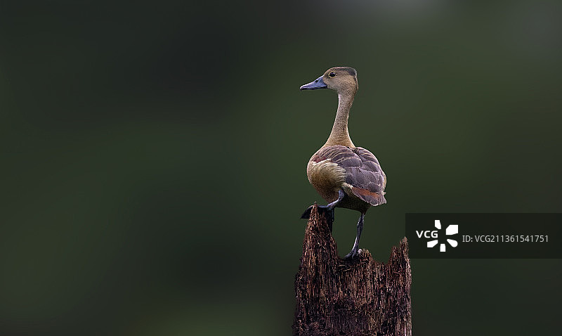 栖息在木桩上的白色鸟儿特写，印度喀拉拉邦穆哈玛图片素材