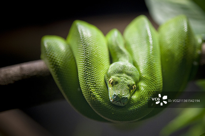 绿蛇：树枝上的绿色蟒蛇特写图片素材