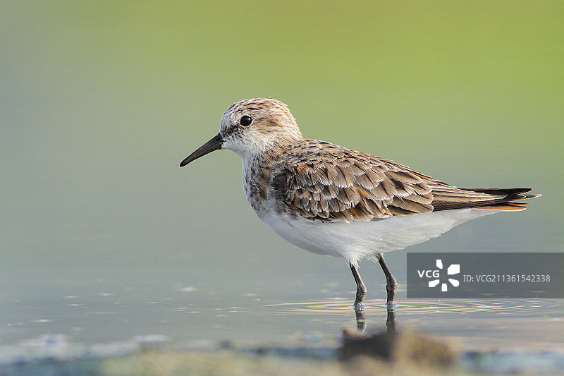 鹬在湖中栖息的特写镜头图片素材