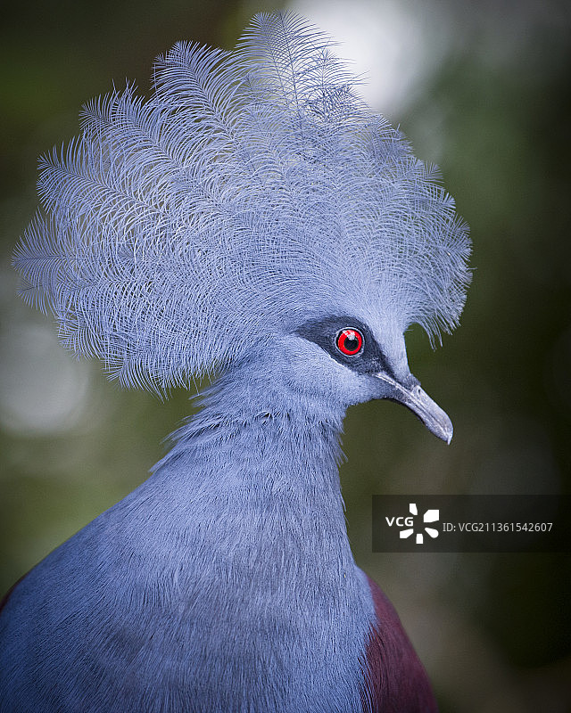鸽子特写图片素材