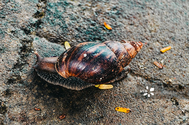 蜗牛特写：家之所在图片素材