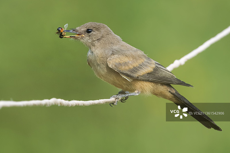 菲比吃蜜蜂，鸣禽栖息在电缆上特写，美国新墨西哥州阿尔伯克基图片素材