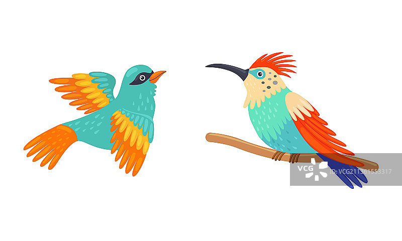 栖息在树上的亮羽毛热带鸟图片素材