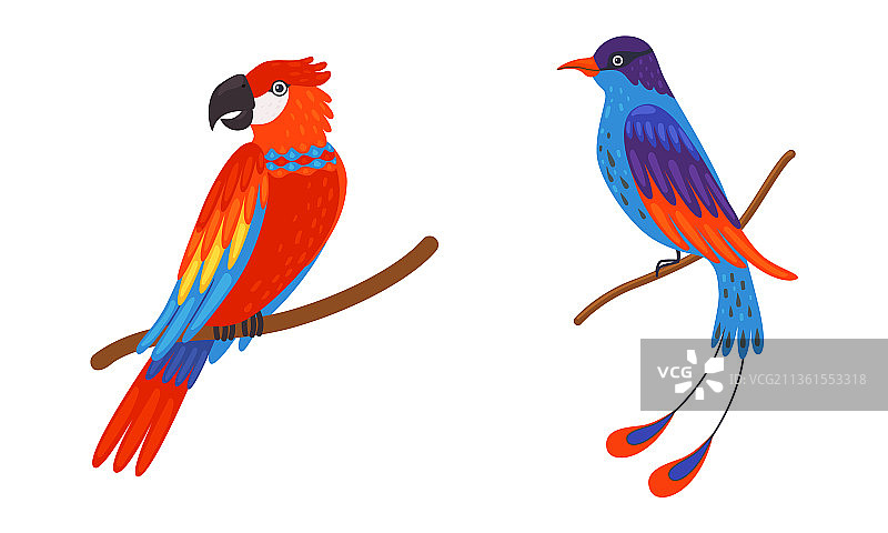 栖息在树上的亮羽毛热带鸟图片素材