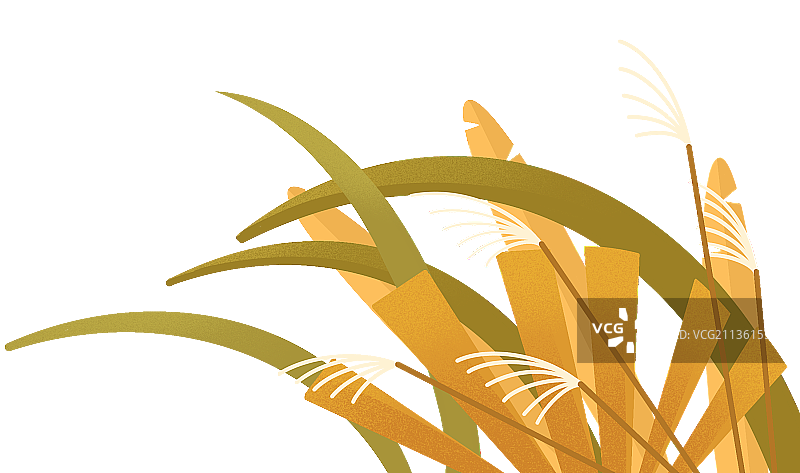 植物灌木丛图片素材