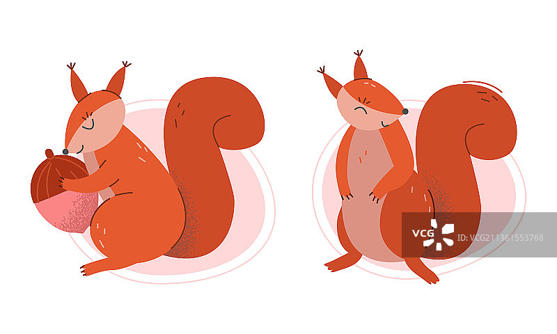 有蓬松尾巴和红色外套的毛茸茸的松鼠图片素材