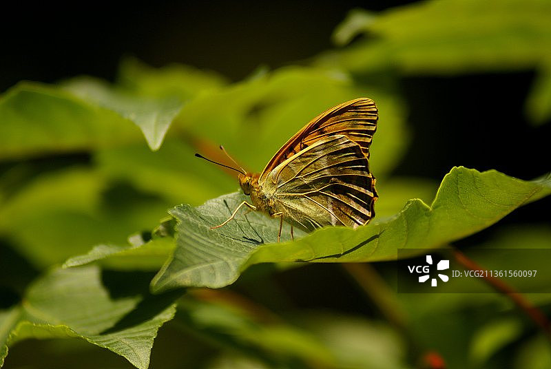 叶子上大紫蛱蝶特写图片素材