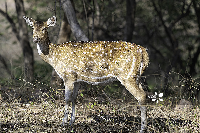 印度拉贾斯坦邦伦滕波尔国家公园，站在田野上的轴鹿的侧面图片素材