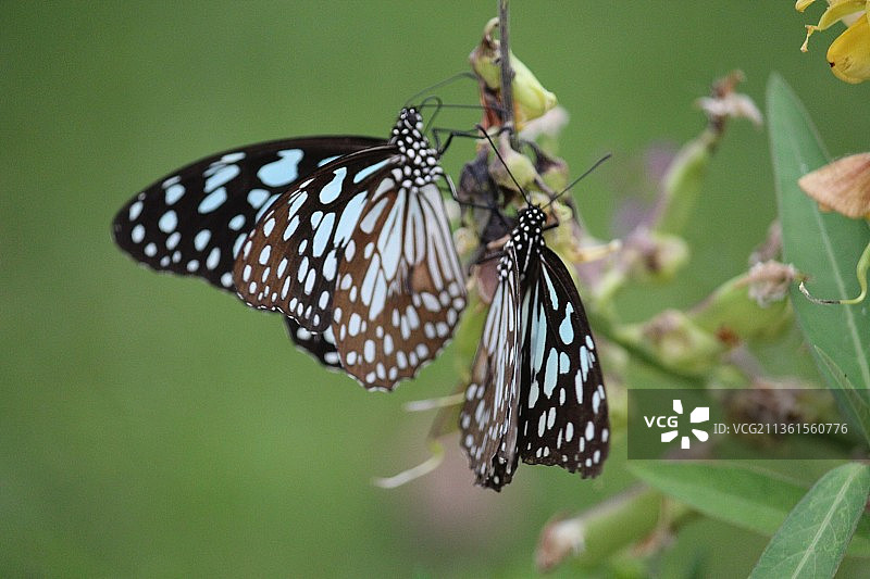 蝴蝶，蝴蝶在花上采蜜特写，印度西孟加拉邦加尔各答图片素材