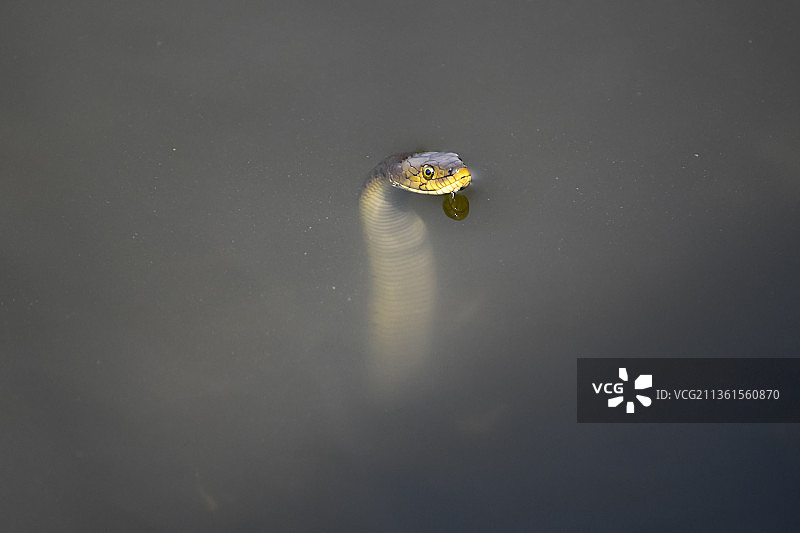 印度马哈拉施特拉邦科尔哈布尔湖中游泳的海龟俯视照片图片素材