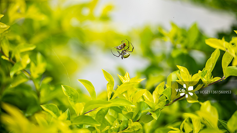 节腹蛛——植物上的昆虫特写，萨蒂亚曼加拉姆，泰米尔纳德邦，印度图片素材