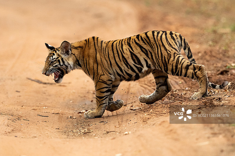老虎在印度班达迦国家公园的田野上行走的侧视图图片素材