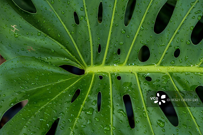 雨后，湿叶特写，美国佛罗里达州迈阿密图片素材