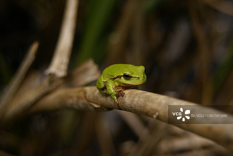欧洲树蛙特写图片素材