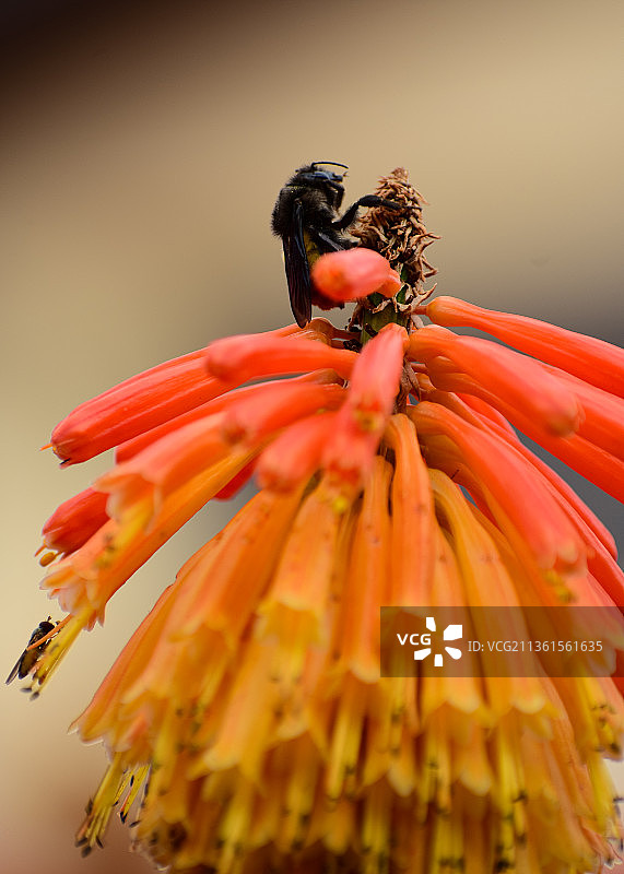 火把百合特写：蜜蜂在花上授粉图片素材