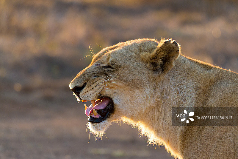 雄狮打哈欠侧面图片素材