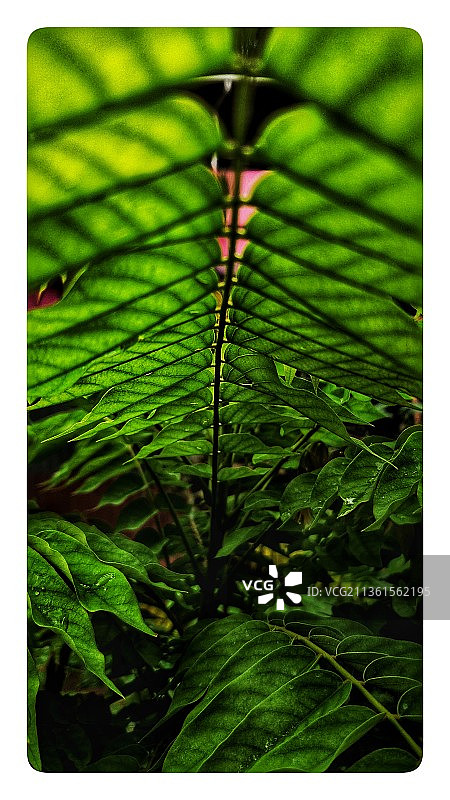 特写的绿叶图片素材