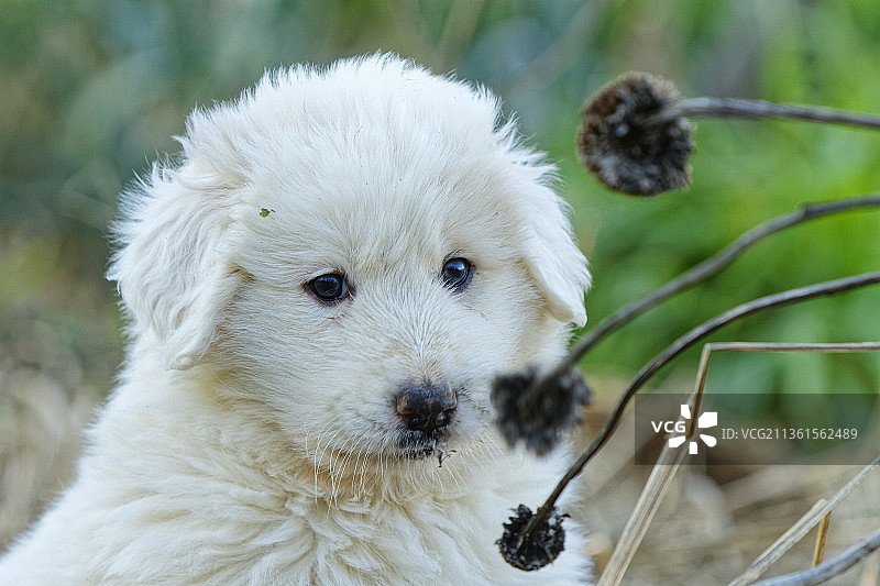 法国勒维冈坎皮斯白色马瑞玛牧羊犬特写图片素材