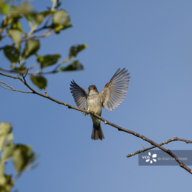美国华盛顿州，栖息在树枝上的柳莺图片素材