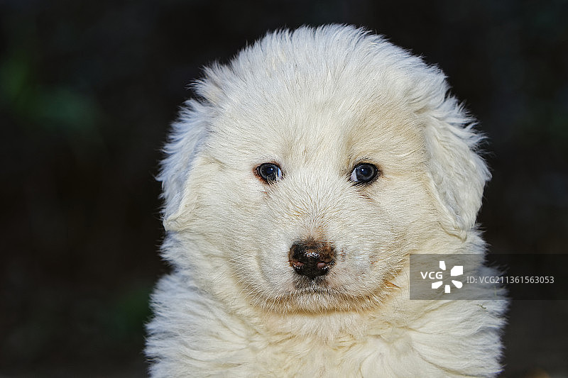 马雷马牧羊犬的特写肖像，法国勒维冈康皮图片素材