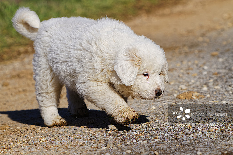 法国Le Vigan Campis，沙滩上纯种马雷马牧羊犬的特写图片素材