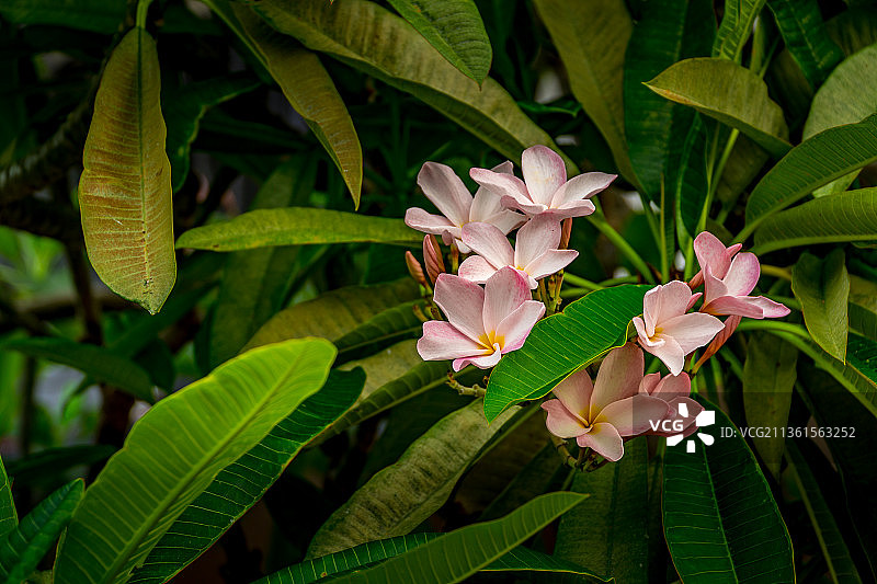 粉红色植物特写，美国佛罗里达州北迈阿密图片素材