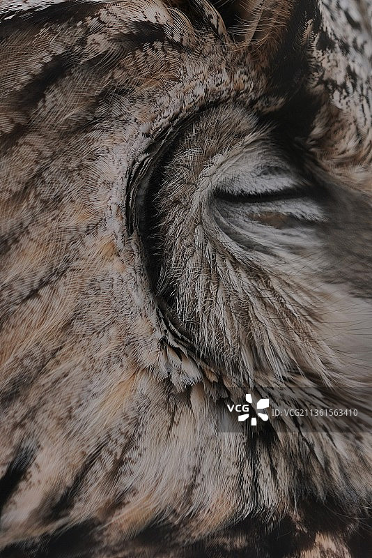 猫头鹰，马的特写，旭川，北海道，日本图片素材