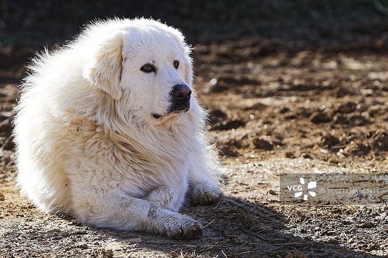 在法国勒维冈坎皮斯草地上休息的马瑞马牧羊犬图片素材