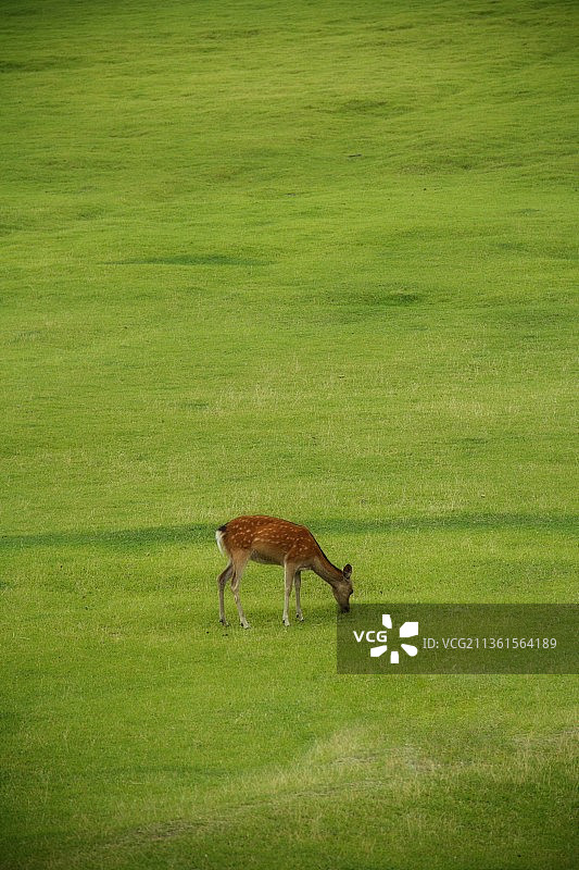 休耕鹿在田野上吃草的侧面照图片素材
