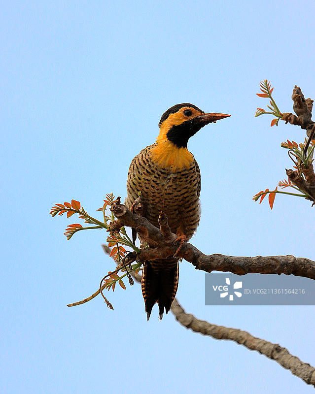 仰视啄木鸟栖息在树枝上，背景是晴朗的天空图片素材