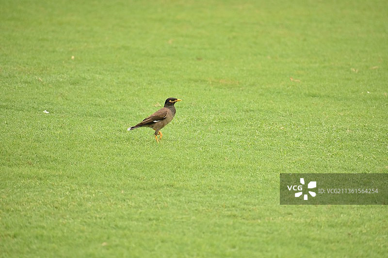 草地上麻雀，栖息在草地上的猎鹰特写图片素材